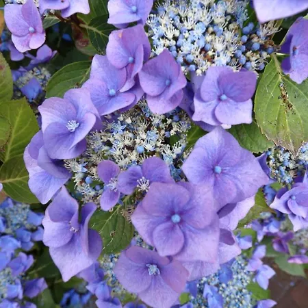 Hausteil Ruusenhoog * Braderup (Sylt)